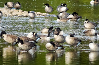 Sleepy Geese