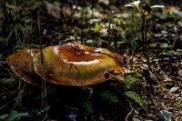 Mushrooms